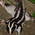 Striped Possum like a Ninja<br />Canon EOS 6D + EF400 F5.6L + SPEEDLITE 580EXII + Better Beamer